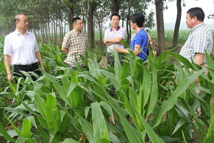 农技指导技术员现场指导农业技术 永城农技推广网